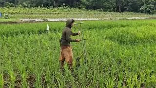SMART FARMING TECHNIQUE: WEEDING RICE FIELDS WITH A PUSH HOE! -agriculture modern