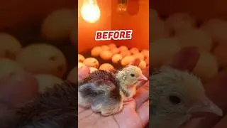 Persilangan ayam jumbo #ayam #bangkok #broiler #shortsvideo