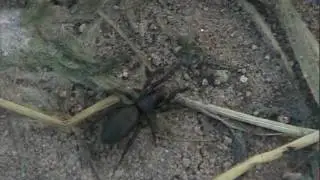 Drassid Ground Spider (Drassidae)
