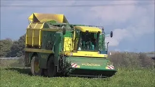 Bohnen ernten/ Ploeger BP 2100