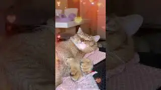 Том и Джерри в реальной жизни😁🐀🐈#скотишстрайт#честер#жизньреальногокота#знаменитость#одесаукраїна