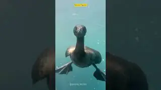Cormorant Bird | Expert diving bird