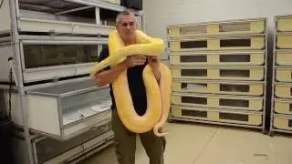 Thousands of Snakes at BHB Reptiles - CrittaCam