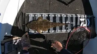 Flathead & Jewfish fishing muddy Lake Macquarie