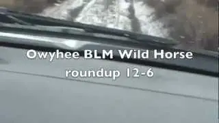 Owyhee BLM wild horse roundup 12-6-2012