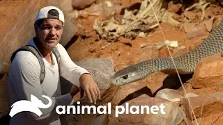 A cobra-marrom: a mais temida do país | Perdido na Austrália | Animal Planet Brasil