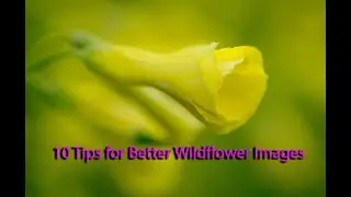 Wildflower Photography - 10 Tips to Improve Your Images