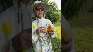 Rooting for Late-Season Mangos! #peachcobbler #mango 🥭🍑