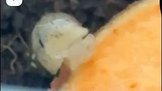 How to deal with snail eggs and how to incubate them with a bonus video at the end :)