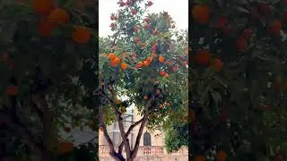 İSPANYADA  MANDALİNA AĞA&Ccedil;LARİ
