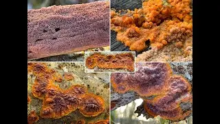 Pilzportrait - Orangeroter Kammpilz, Phlebia radiata | Phlebia aurantiaca, Phlebia merismoides