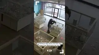 Surveillance video shows two men steal puppy from Washington pet store
