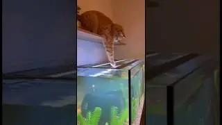 Жорик пошёл за рыбкой 🐟😼💦 #shorts #котжорик #funny