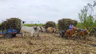 Bullock Carts Ride | Bullock Cart Race