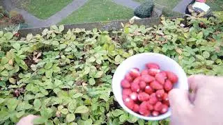 Walderdbeeren. Die sp&auml;te Ernte am 21 November 2020