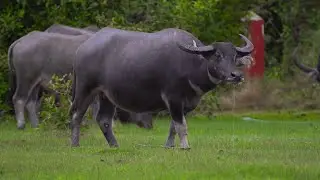 King of Buffalo Daily Life: Powerful Village Moments mp4
