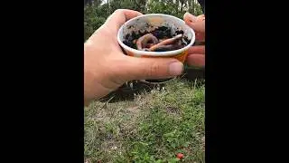 I Watched This Fish Eat a Worm!! #shorts #fishing #shortvideo #fish #short