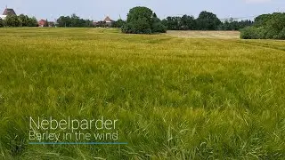 Gerste im Wind