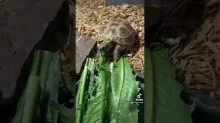 Crunchy dandelion greens! 🌼 #russiantortoise #tortoise #reptiles #cute #asmr #eating #viral