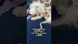 #snakes and #dogs #friends #YES 🥰🐍🐶#bichonfrise #petloss #grief #hognose #petmoments #memories 💔