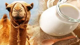 6 Reasons You Should Start Drinking Camel Milk That Will Surprise You