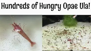 Opae Ula Hawaiian Shrimp Feeding + Unusual Specimen