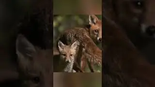 A true story about the friendship between wild foxes and humans