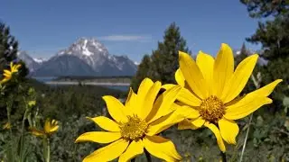 Peaceful Music, Relaxing Music, Nature Music 