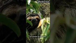 Super Sloth Facts 🦥🦥#facts #shorts #animals #sloth #wildlife