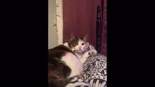 Guy makes licking noises while cat licks paw
