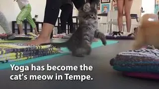 Yoga Is The Cat's Meow At Tempe's New Cat Cafe