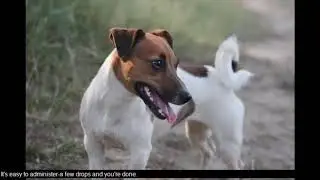 Where To Buy Pet Bounce ? -All-Natural JOINT PAIN RELIEF  FOR YOUR PET