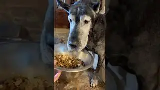 Funny Great Dane Enjoys Delivered Dinner Table Service Senior Perk Sitting Like The Peoples Do