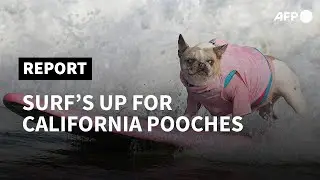 Canines ride waves in annual dog surfing competition in California | AFP