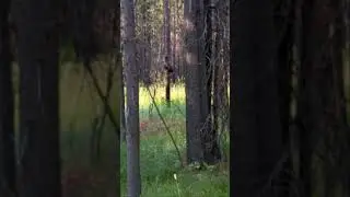 Giant Owl in Island Park, Idaho
