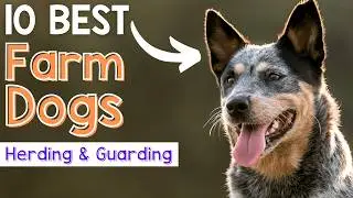 Best 10 Farm Dogs for Herding and Guarding