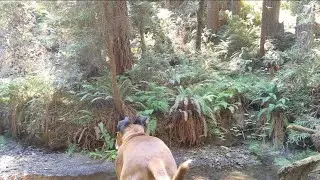 First time solo camping with my dog! 2 day camping trip