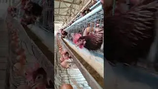 MMB Fresh Egg