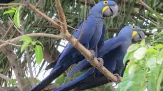 Birds of Brazil