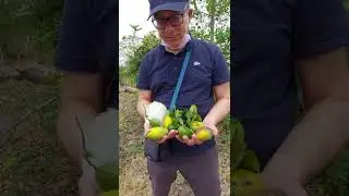 造訪我麻吉的台南老家果園 la ferme fruiti&egrave;re de la famille de mon meilleur ami &agrave; Tainan, Taiwan 2022.06.25