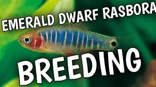 Emerald dwarf rasbora breeding | How to breed Emerald Rasboras | Emerald Dwarf Rasbora fish .