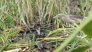 Bird Trap | Bagula Trap | Bagula Pakshi | Heron Trap | Heron Catching Fish | बगुला पक्षी | पक्षी