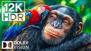 RARE WILDLIFE FOOTAGE IN 12K HDR | Cinematic Sound and Epic Nature