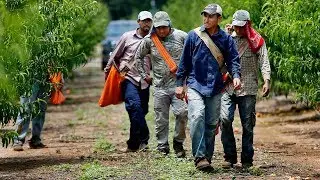 Foreign workers harvest crops for South Carolina