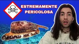 UCCIDE IN POCHI MINUTI - Conus geographus 🐌