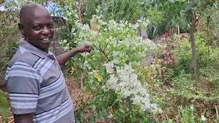 Tour of our private Garden  in Juja kenya