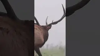 #naturevibes #naturesounds #elk #elkbugle #foggyforest #naturetherapy #forestsounds #naturechannel