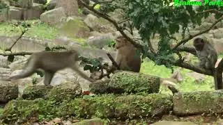 Rex Baby Monkey & Monkey Rose Nice Young Mama Stay On the Tree, Monkey Rose On Bayon Stone