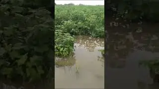 #cotton viral video#Flooded#Water filled up to 4 feet in cotton