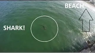 8 Foot Hammerhead Shark Takes Bait While Pier Fishing in OBX #SharkFishing #Hammerhead #RodanthePier